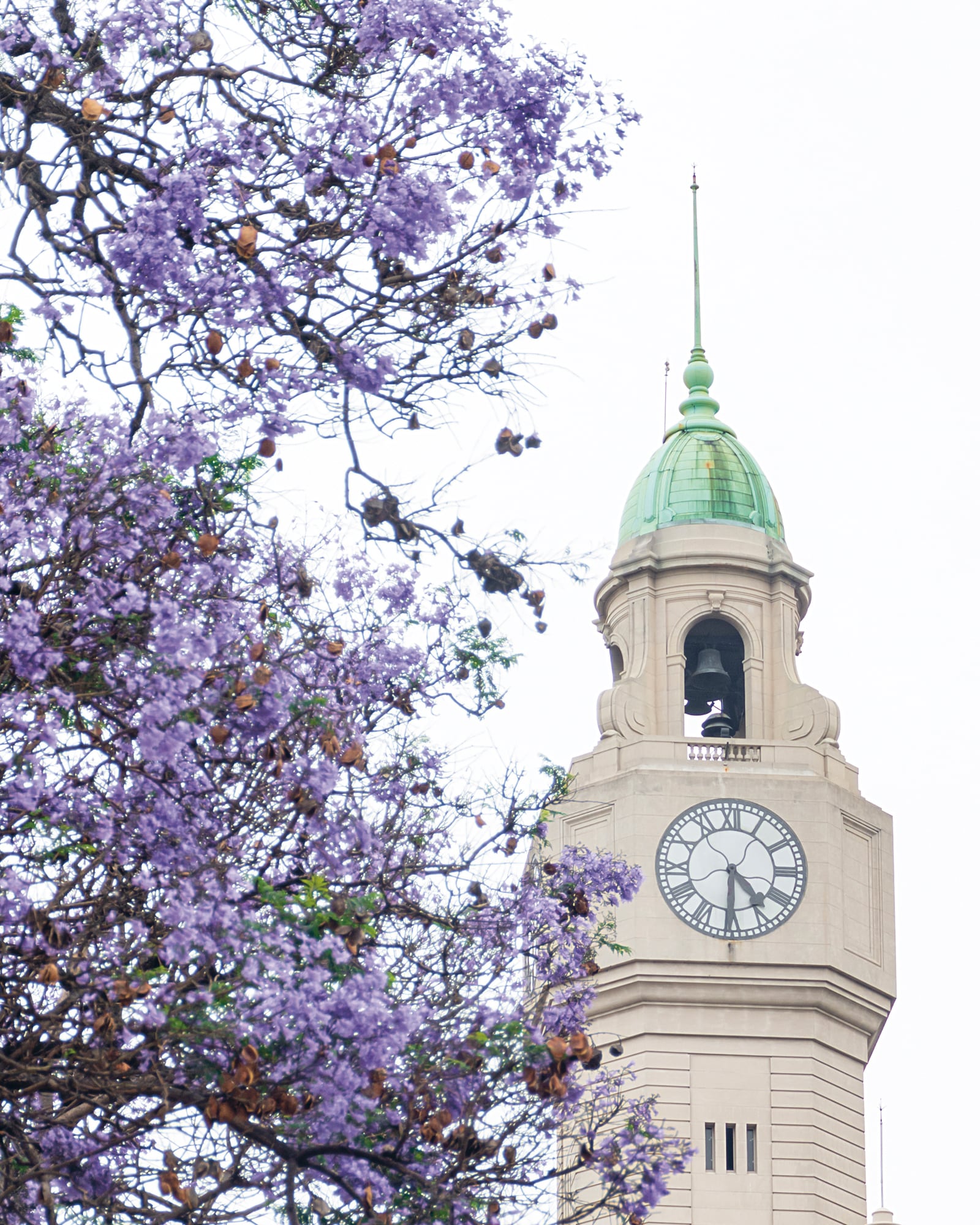 El jacarandá, que florece habitualmente en noviembre, es tal vez el árbol más icónico del paisaje porteño. Foto: Karina Azaretzky / Buenos Aires en Flor