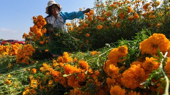 Producción para el Bienestar 2025;