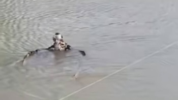 Rescatan en Bolivia a un ave pescadora que voló desde Estados Unidos y quedó atrapada en una red en una poza de peces.