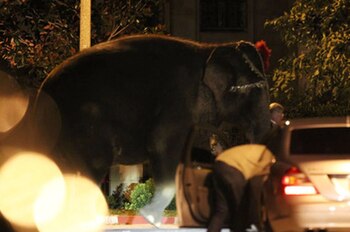 Un elefante es transportado hasta