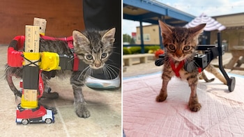 El gato que no podía caminar recibió una silla de ruedas impresa en 3D tras volverse viral