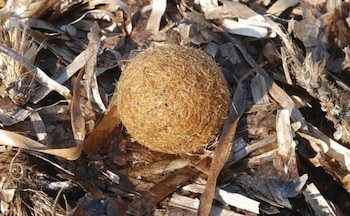 Investigadores destacan que las bolas