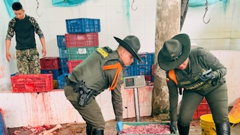 En matadero clandestino en Silvania, Cundinamarca, decomisaron 8.500 kilos de carne de caballo: un hombre fue capturado