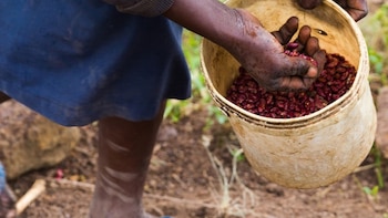 La OMS denuncia que el cultivo de tabaco en África aumenta a pesar del declive mundial