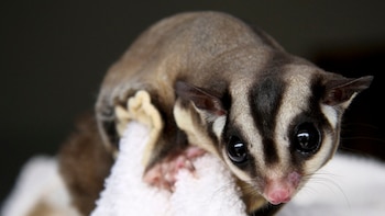 Las asociaciones llaman a la calma con el nuevo listado de animales de compañía: a qué especies afectará y qué pasará con las mascotas que se excluyan