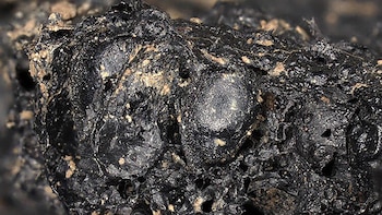 El hallazgo de un higo