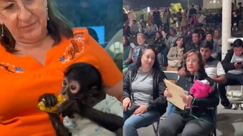 Profepa presenta denuncia penal tras