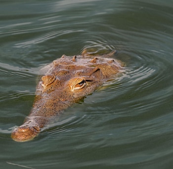 Esto animales se pueden observan en la cuenta alta del río Magdalena - crédito Corporación Autónoma Regional del Alto Magdalena