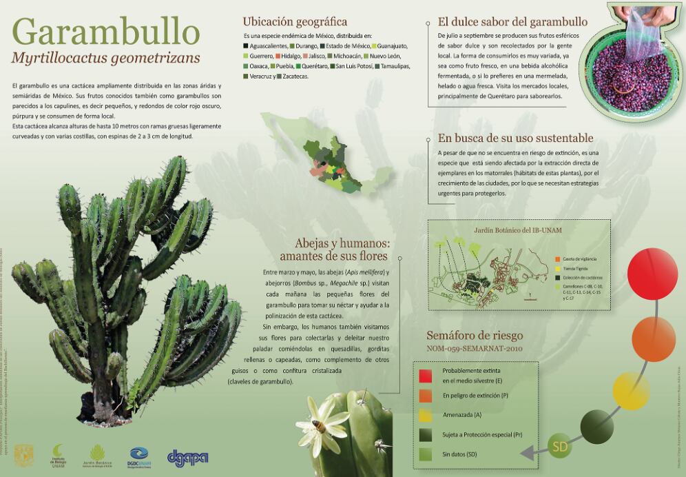El garambullo puede disfrutarse fresco, en jugos, helados, mermeladas, dulces y como fruto deshidratado en diversas preparaciones alimenticias. (Jardín Botánico, UNAM)