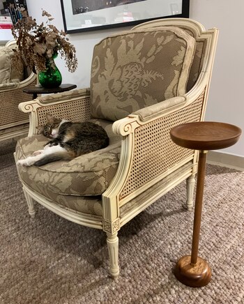 La gata fue rescatada por