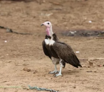 Un ave de plumaje marrón con cabeza rosada sin plumas permanece de pie sobre un terreno terroso y seco