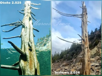 Un buzo y realizador local documentó con imágenes comparativas la transformación del paisaje en la Bahía de Los Palos, dentro del Parque Nacional Los Alerces en Chubut