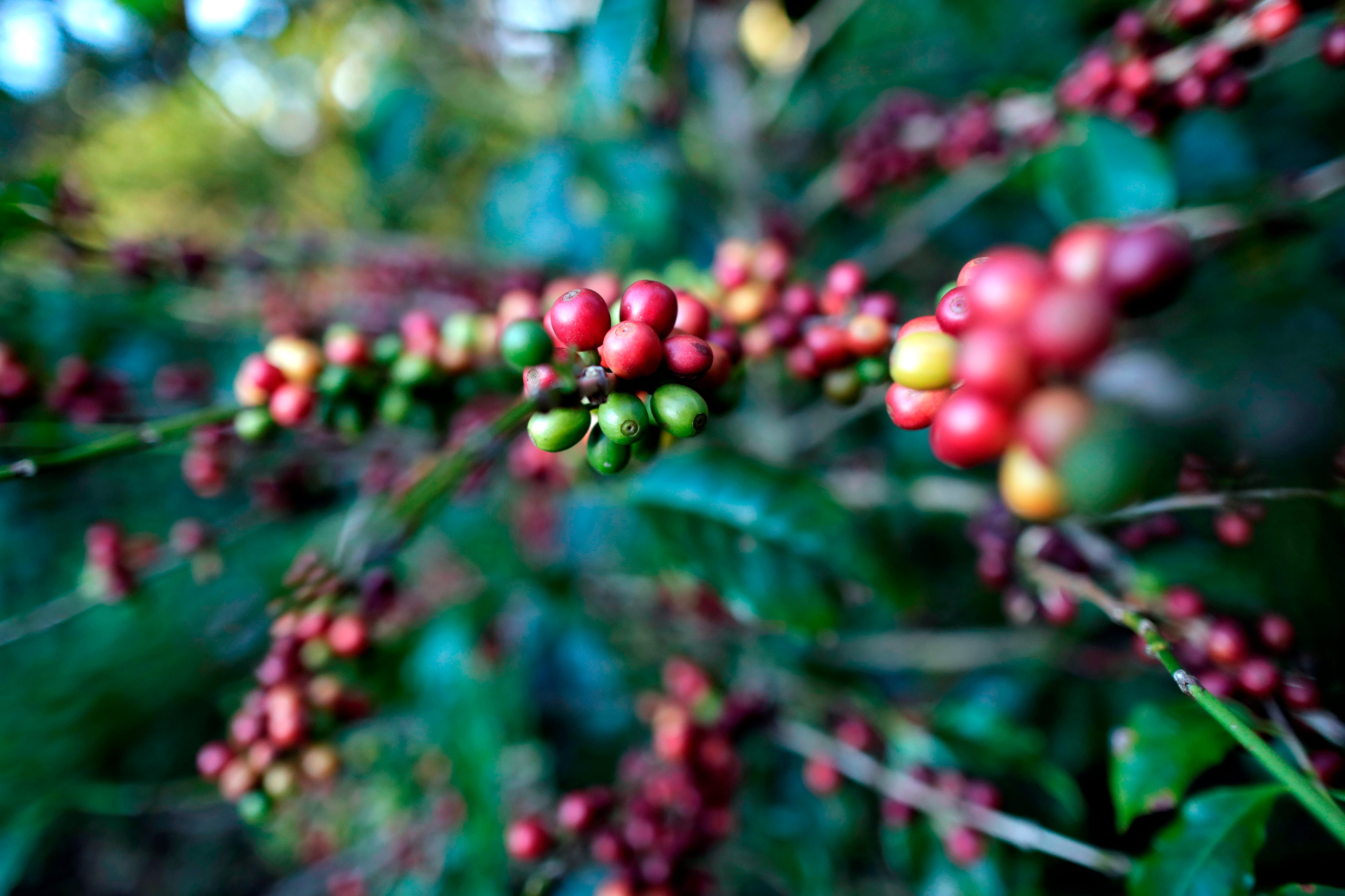 Los productores participantes destacaron que la menor cosecha obligó este año a realizar una selección más rigurosa de los cafés presentados al certamen. EFE/Bienvenido Velasco