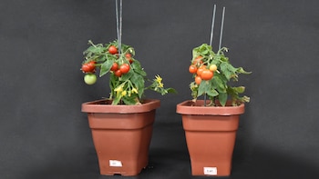 Plantines de tomate