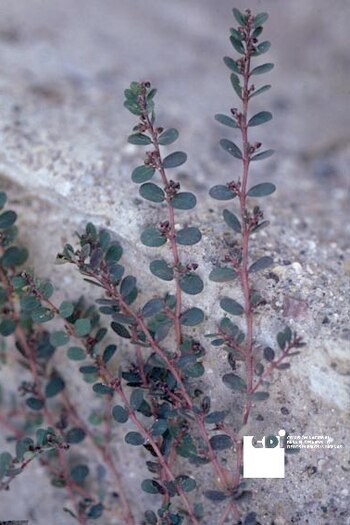 Esta panta ha sido utilizada