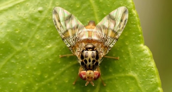La hembra de la mosca pone un promedio de 300 huevecillos y cuando le favorecen las condiciones de ambiente y alimentación hasta 800. (Cortesía)