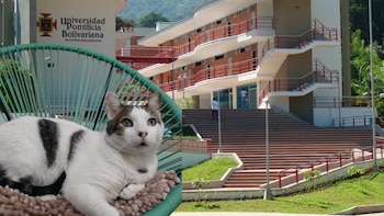 Él es Pontificio, el gato