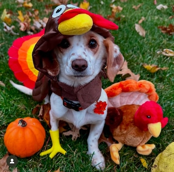 Existen distintos tipos de prótesis