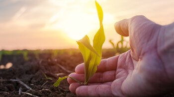 Congreso Internacional de Maíz: la