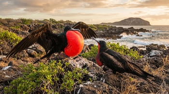 Un macho de fragata negra con una bolsa gular roja inflada y alas extendidas frente a una hembra sobre rocas, con el mar y una isla al fondo bajo un cielo nublado.