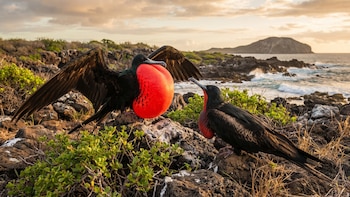 Tener hijos quita años: las aves que más gastan más energía en sus esfuerzos por reproducirse envejecen antes y viven menos, según un estudio