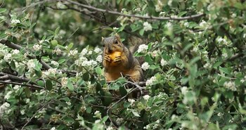 Las ardillas terrestres de California