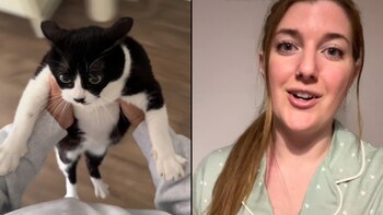 Los perros y los gatos