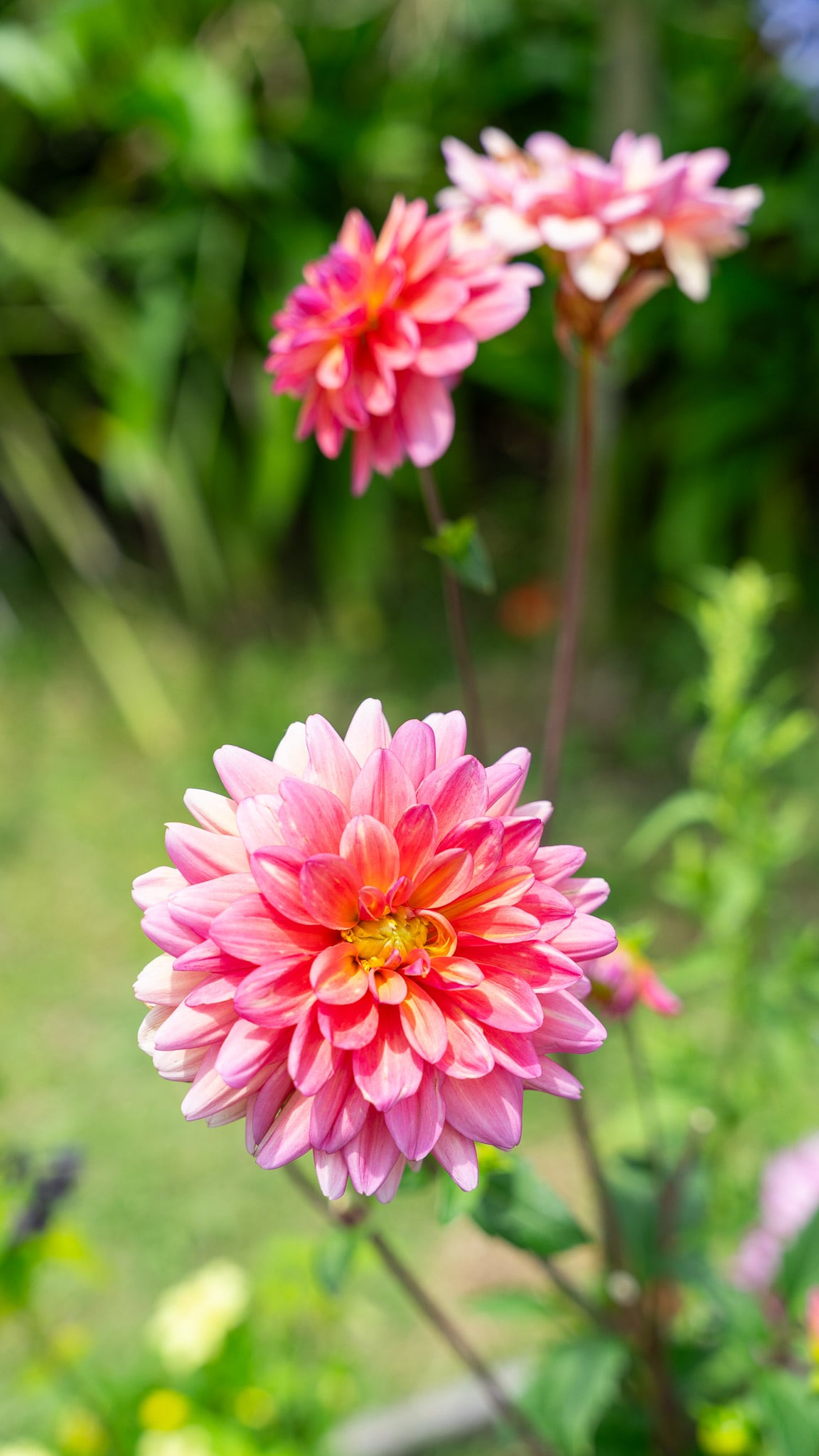 Las flores anuales, como la amapola y los cosmos, ofrecen una floración intensa y vistosa en jardines urbanos