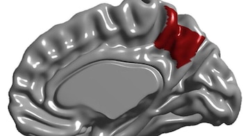 La anatomía de la región