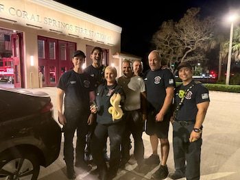 Una pitón bola fue rescatada