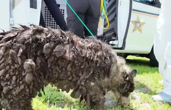 Un perro con pelaje oscuro y enmarañado es conducido con correa. Dos personas y una furgoneta blanca con logo de estrella están en pasto verde