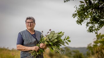 Cuáles son las hierbas de