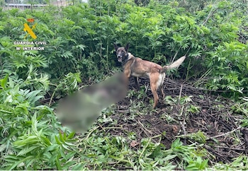 Perros desplazados desde Madrid han localizado el cadáver del hombre víctima de homicidio en La Almunia de Doña Godina (Zaragoza). (Europa Press)