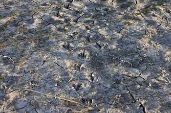 Primer plano de tierra de color claro, seca y agrietada, con pequeñas briznas de hierba muerta y varias huellas de patas de animales, iluminada por el sol