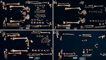 Cuatro fotografías de huesos humanos desarticulados sobre un fondo negro. Se aprecian fémures, tibias, húmeros, costillas, vértebras, pelvis, huesos de manos y pies