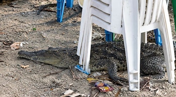 Apareció un cocodrilo bajo sillas plásticas cerca de turistas en una playa de El Salvador (Foto cortesía Observadores de Fauna El Salvador)