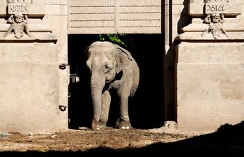 La elefanta asiática Mara (Foto: