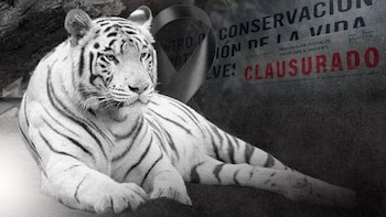 Profepa y alcaldesa de Tepetlaoxtoc ‘se echan la bolita’ sobre muerte de tigre Kenzo: investigan causa de fallecimiento
