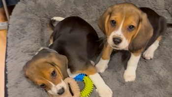 Dos perras beagles modificadas genéticamente podrían ofrecer una opción futura para las personas con alergia