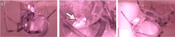 Tres paneles muestran una araña de tonos rosados en su telaraña; el panel b incluye una flecha blanca señalando un objeto bajo su abdomen