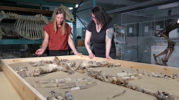 La especie extinta carecía de