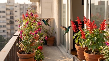 Dos colibríes iridiscentes vuelan cerca de macetas con flores rojas y púrpuras en un balcón. Se aprecian edificios, una barandilla metálica y una puerta de vidrio.