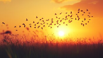Un estudio global revela por qué las aves cantan de formas tan diferentes