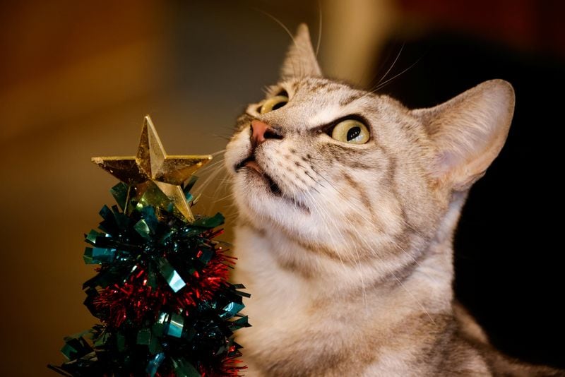 Las mascotas ofrecen beneficios comprobados en la salud mental, aunque no reemplazan la atención profesional especializada
REUTERS/Kim Hong-Ji