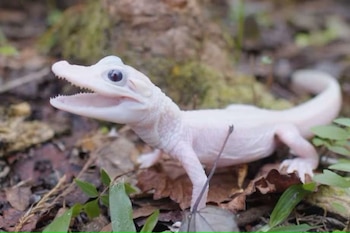 El recién nacido caimán leucístico