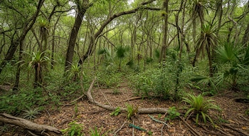 Bosque denso con árboles, hojas verdes, plantas de sotobosque, hojarasca en el suelo, ramas caídas y dos reptiles azul-verdosos sobre el follaje seco.
