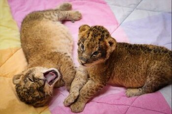 (Foto: Parque Ecológico Zacango)