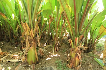Tallos gruesos de plantas de ensete con grandes hojas verdes en un suelo de tierra