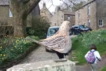Un hombre camina 85 kilómetros disfrazado de “pájaro gigante” para salvar a una especie en peligro
