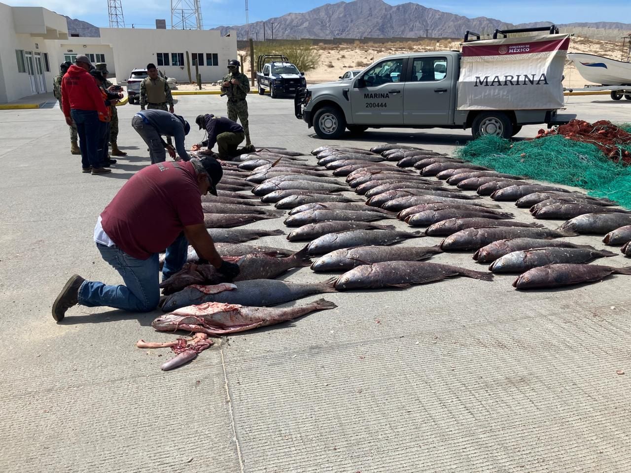 La pesca ilegal de la totoaba es una actividad realizada por el Cártel de Sinaloa. (Semar)